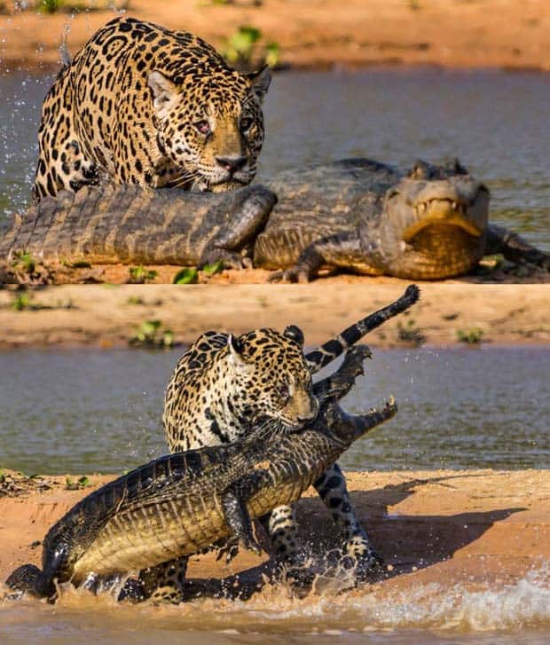 10 - Jaguar Attacks Crocodile