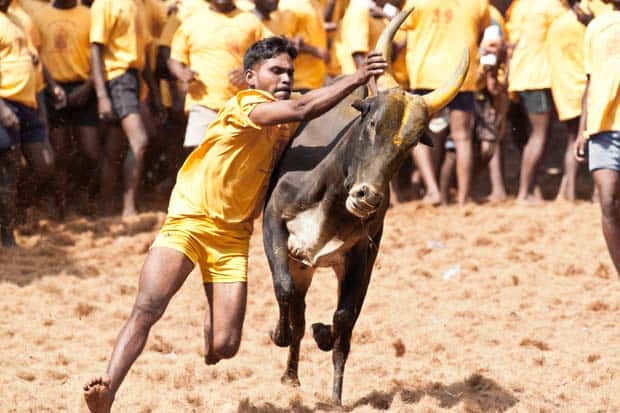 Jallikattu-_A_Tamil_brave_sport_which_is_been_playing_over_many_years