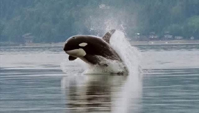 Image result for granny orca whale