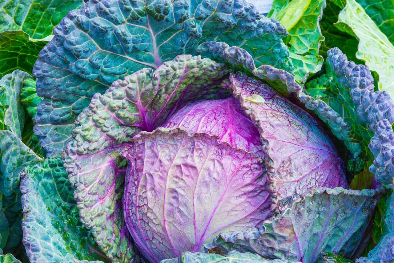 https://pixabay.com/en/cabbage-vegetable-power-green-1078163/