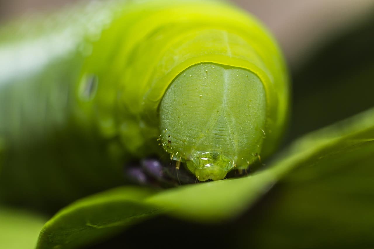 https://pixabay.com/en/bug-canon-caterpillar-insect-macro-1869980/