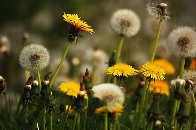 https://pixabay.com/en/meadow-nature-dandelions-yellow-2378460/