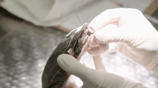 https://www.vice.com/en_us/article/43358d/the-animal-hospital-treating-injured-turtles-with-life-saving-surgery