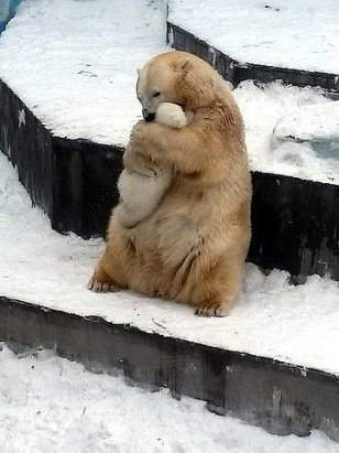 http://www.onegreenplanet.org/news/polar-bear-hugging-her-baby-in-zoo-enclosure/